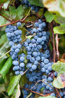 organic grapes at a vineyard in Pennsylvania