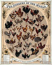 chicken breeds poster