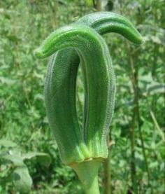 Farming & Agriculture: Tips on growing okra