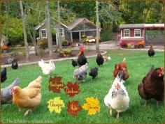 Backyard Chickens- cheaper than therapy