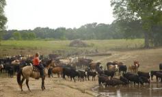 Article "I am a US cattle rancher. What do you want to know?"