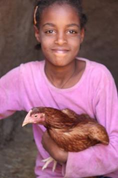 Improving village chicken production to elevate livelihoods of poor people in Ethiopia project, field visit in May 2014