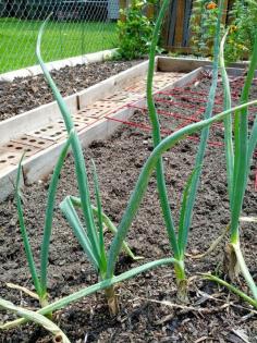 Greneaux Gardens: How to grow a year's supply of green onions for un...