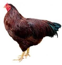 The Buckeye is a breed of chicken originating in the U.S. state of Ohio. Created in the late 19th century, Buckeyes are the only breed of American chicken known to have been created by a woman, and the only one to have a small "pea" comb.