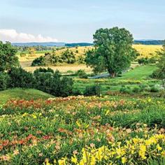 Depend on Daylilies - Southern Living
