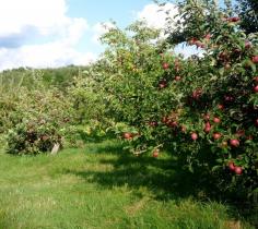 The top 10 reasons to visit an apple orchard in New England this fall: visitingnewenglan...