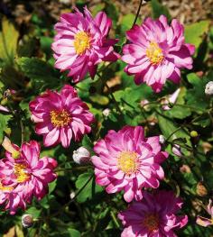 Most-Grow New Perennials for 2013 Pretty Lady Julia Anemone to grow with Mums