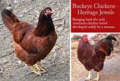 Buckeye Chickens – Heritage Jewels - From Scratch Magazine