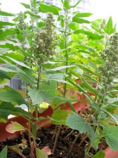 Unexpected Container Gardening: Quinoa