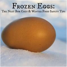 Solution to frozen eggs in the chicken coop.