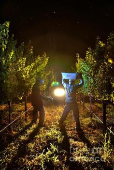 Night Harvest 1 | Photo by Mars Lasar with Pin-It-Button on FineArtAmerica