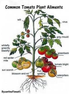 Organic Tomato Garden Tips