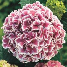 Raspberry Parfait Hydrangea