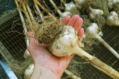 the tricky matter of when to harvest garlic - A Way To Garden