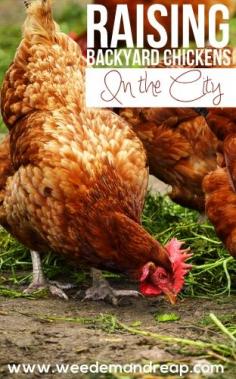 Raising Backyard Chickens in the City - Weed'em & Reap