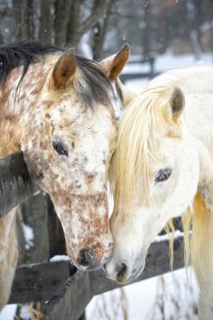 Horse affection