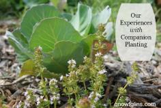 Companion planting is the simple technique of grouping together plants that benefit one another. | GNOWFGLINS.com