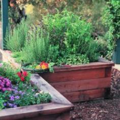 Eight Herbs for Your Perennial Herb Garden