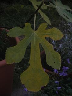 Why are my fig leaves turning yellow? If you own a fig tree, yellow leaves will be a concern at some point in its life. Learn why this happens and what can be done in the following article.