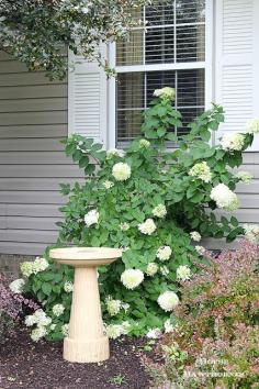 House of Hawthornes: Limelight Hydrangea