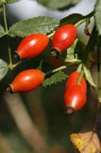 The Homestead Survival | Gathering Rose Hips For Your Health and Recipes | Homesteading and Wild Food Foraging