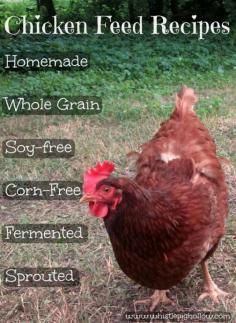 Homemade Chicken Feed Recipes