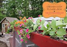 DIY instructions for a Chicken Coop Flower Box!