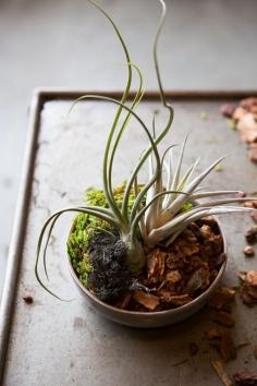 5 indoor gardening ideas