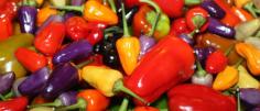 Pepper Mania – How To Use All Of Those Peppers From Your Garden - With Recipes and More!