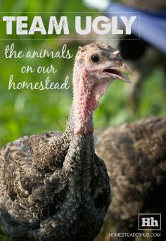 Team Ugly: The Animals on Our Homestead