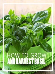 How to Grow and Harvest Basil - Homesteading and Health