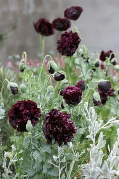 Papaver &#39;Black Peony&#39;...got this one, can&#39;t wait to see it in flower...