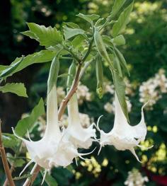 The dog days of summer can turn your gorgeous container gardens into a crispy mess. Try these plants that take the heat for color all season long.