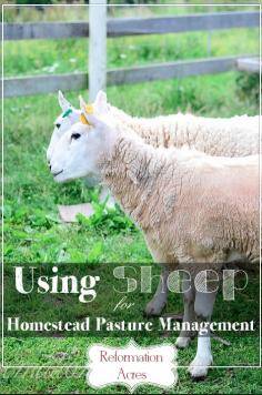 Using Sheep for Homestead Pasture Management. #pioneersettler