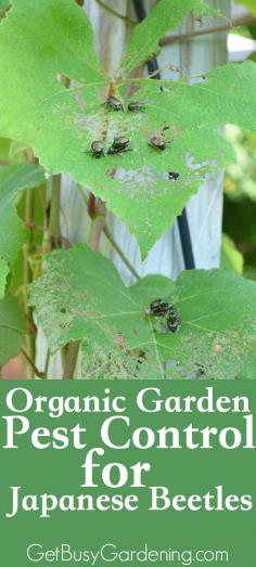 Japanese beetles are out in full force right now, and they are a major pain. I've been getting lots of questions about how to control Japanse beetles organically - so here you go! | GetBusyGardening.com