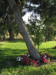 Most gardeners want the trees in their yard to grow straight and tall, but sometimes Mother Nature has other ideas  a leaning tree. Can you straighten a tree? Read this article to find out more.