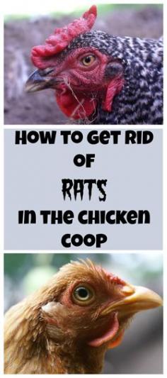 How to get rid of rats in the chicken coop: The Definitive Guide ~ Backyard Chicken Project ~