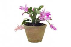 Christmas cactus is a prolific grower that eventually needs to be repotted. While this is not too complicated, the key is knowing when and how to repot a Christmas cactus. This article will help with that.