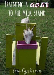 Training a Goat to the Milk Stand