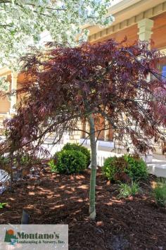 The Crimson Queen Japanese Maple is sure to be an eye catcher in any garden!