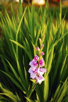 Gladiolus plants are lovely spikes of color that grace the landscape in summer. If you have had occasion to ask why your glads did not flower, get some answers on the variety of reasons for no blooms on gladiolus in this article.