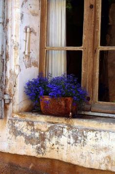 Blue lobelia in a terracota pot on a window sill in Bonneaux, France | La Beℓℓe ℳystère