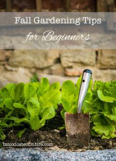 Fall Gardening Tips for Beginners from IntoxicatedOnLife... - Didn't get a garden in this spring? Give a fall garden a try!