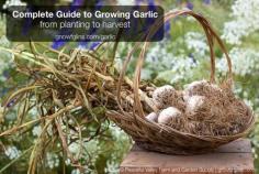 Complete Guide to Growing Garlic | Garlic is a flavorful cooking ingredient and healthful plant used all over the world. Although it is widely available in supermarkets, homegrown garlic surpasses its commercially-grown cousins in both variety and flavor. Best of all, this bulb is best planted in the fall, so if you haven't planted it yet, you still have plenty of time! Here's how to plant, grow, and harvest garlic. | GNOWFGLINS.com/garlic