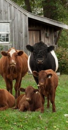 Cattle came from the Europeans to the Americas. It was an intended consequences so they could use them for milk and food.