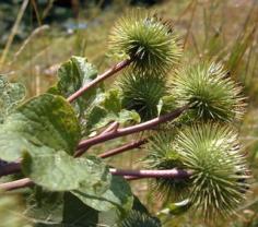 Great site for figuring out the wildflowers in your yard.