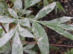 Are your peony leaves turning white? It’s likely due to powdery mildew. Powdery mildew can affect many plants, including peonies. Read this article to find out what can be done about this issue.