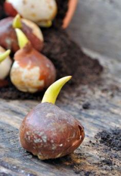 Planting Spring-Flowering Bulbs in Containers | Planet Natural