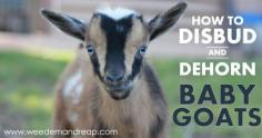 How to Disbud Dehorn a Baby Goat - Weed 'em Reap. #pioneersettler