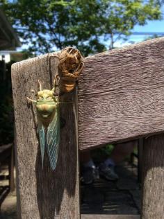 I have seen empty chrisalis in my back yard for many years and wondered what insect left them behind. This year I got a shot of the chrisalis and insect. It’s a Cicada.